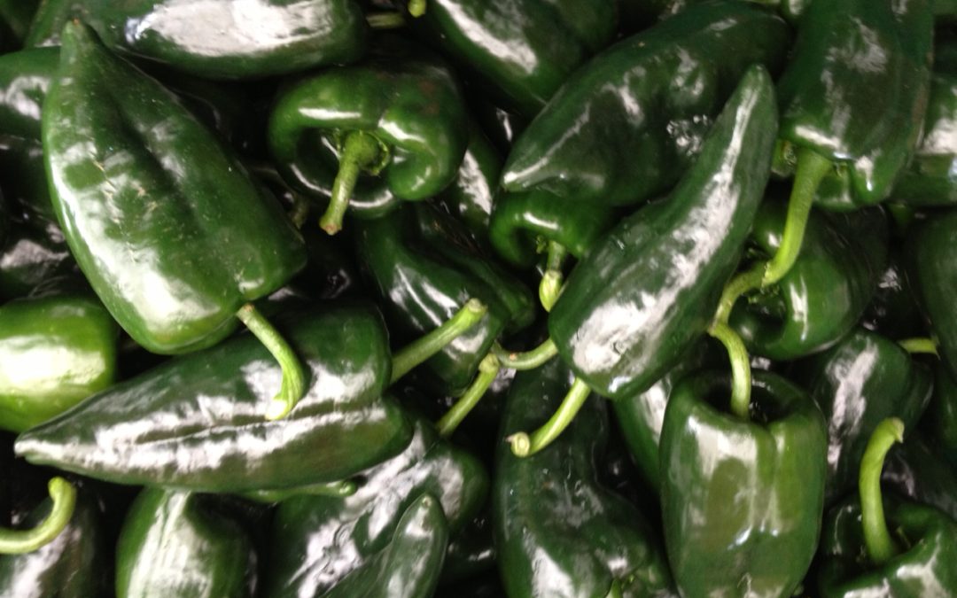 Piment Poblano frais / Chile Poblano fresco 250g  - Jardins de la belle