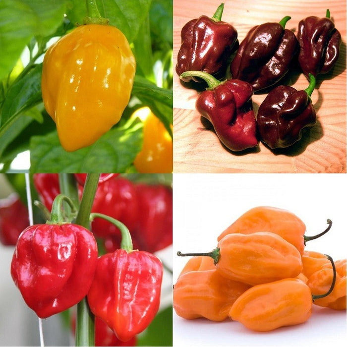 Chile habanero seco / Piment habanero seché 50g