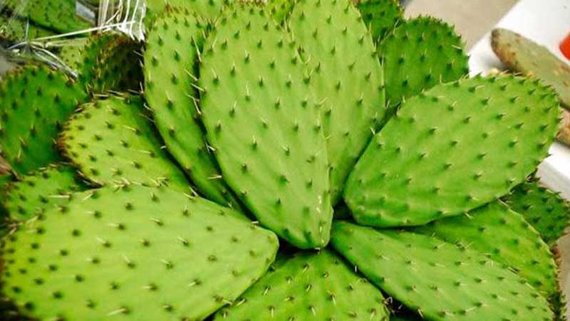 Nopal con espinas / Cactus comestible avec des épines 500g